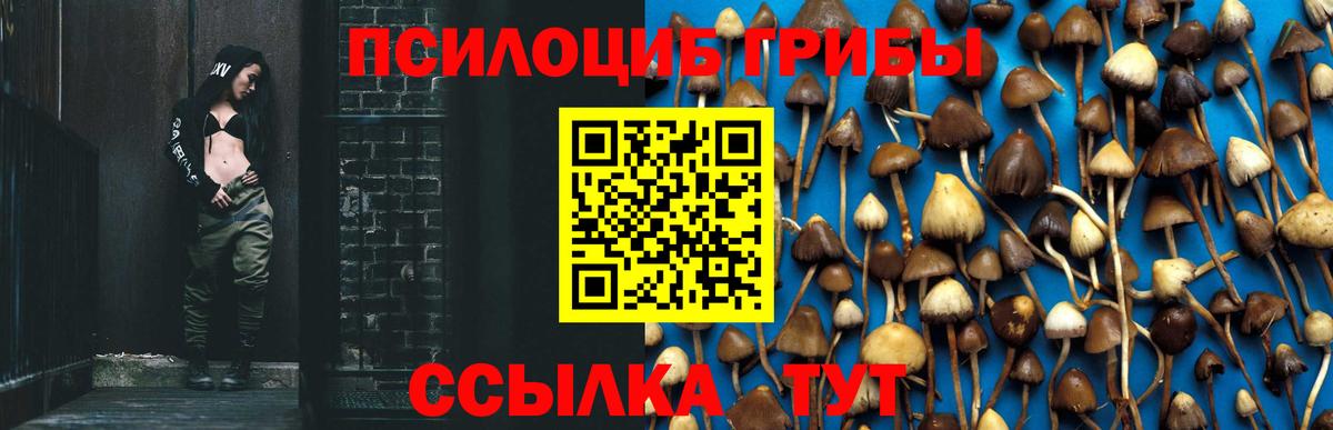 Псилоцибиновые грибы Cubensis Елизово